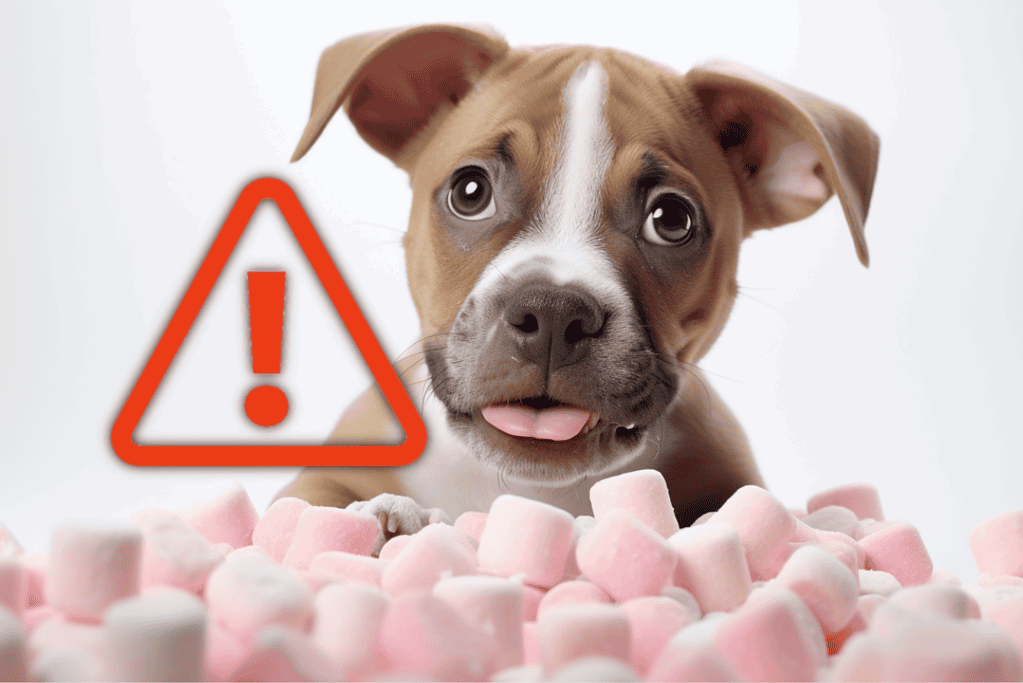 Dog at risk of choking on marshmallows, emphasizing pet safety and responsible pet ownership.