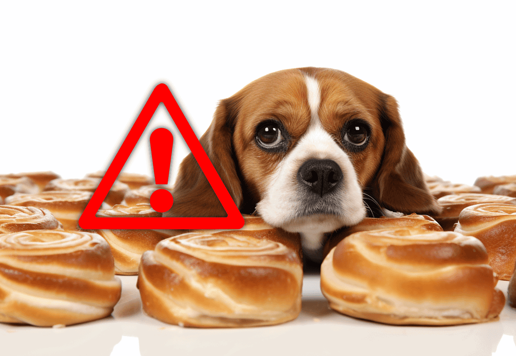 Beware of toxic foods; avoid giving your dog sweet treats or human food.