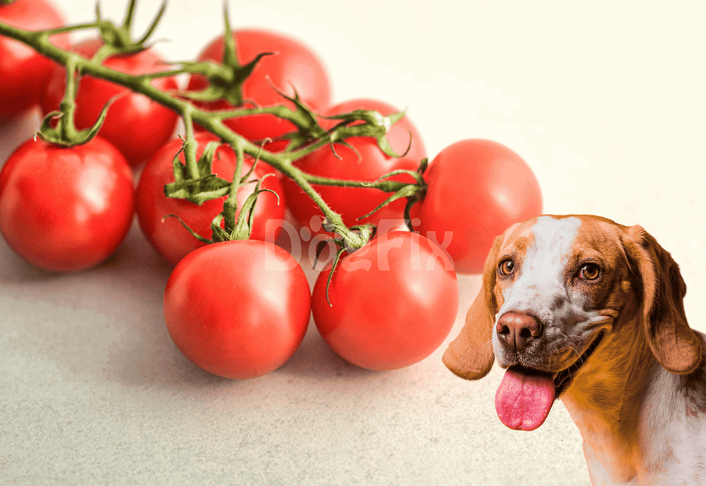 Vibrant red tomatoes on the vine with a happy dog in the background.