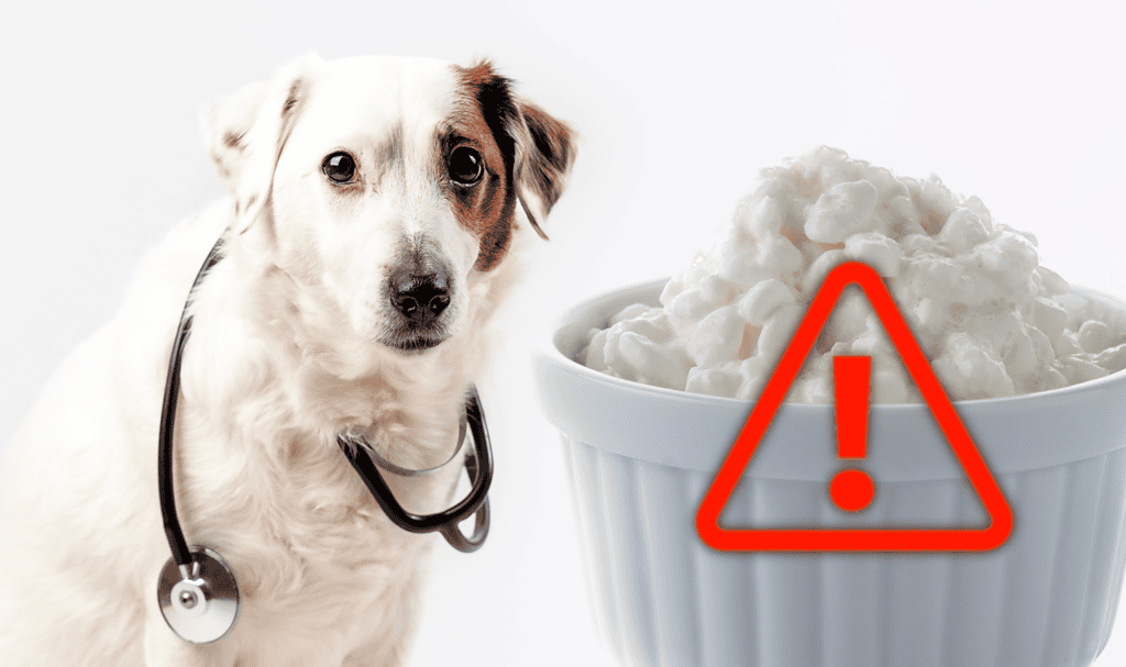 Dog with stethoscope and warning symbol on cauliflower.