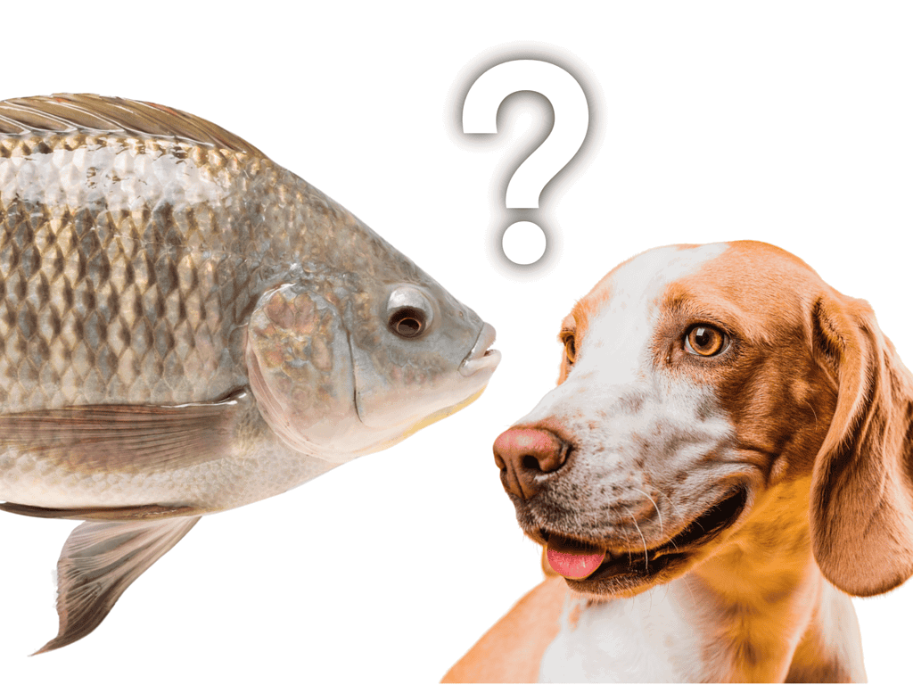 Potential Health Risks of Feeding Tilapia to Dogs