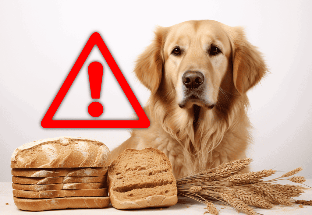 Warning about bread and wheat products harmful to dogs' health and safety.
