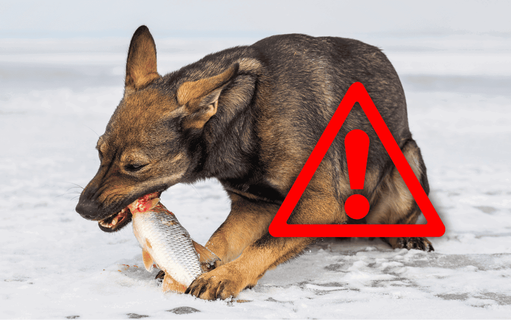 Dog catching fish on icy ground with caution symbol overlay.