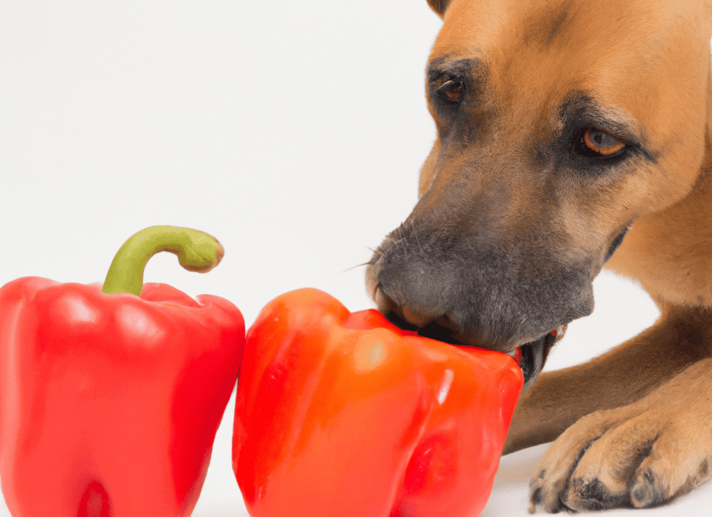 Close-up of a curious dog sniffing red bell peppers, emphasizing pet nutrition and healthy eating habits.