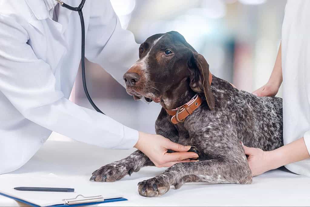 Close-up of a German Shorthaired Pointer getting a vet checkup at a pet clinic.