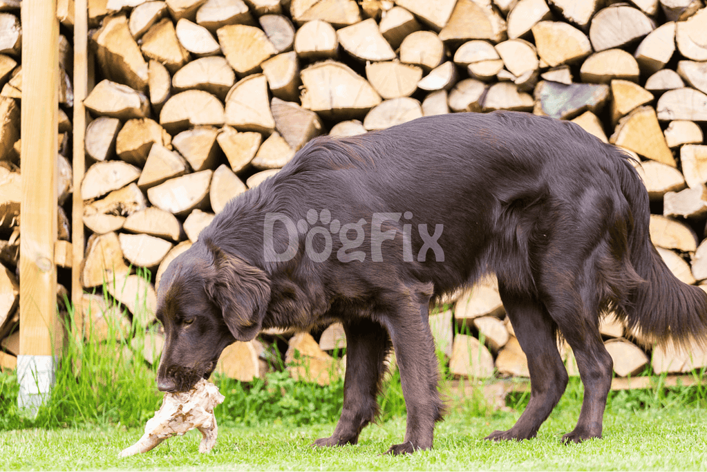 Energetic dog with a stick in front of stacked firewood. Happy, playful, and outdoor-friendly canine image.