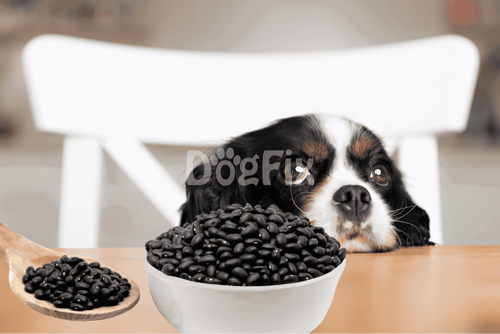 Adorable dog with black beans in a white bowl, cute puppy at dining table, healthy pet food concept.