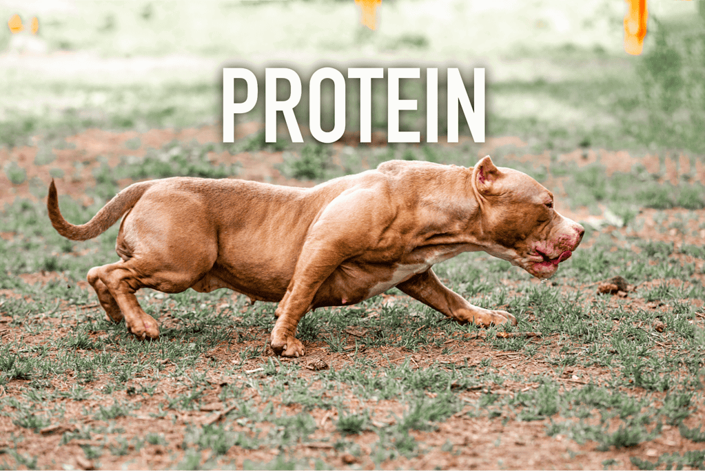 Dog running on grass, emphasizing protein for energetic dog health and nutrition.