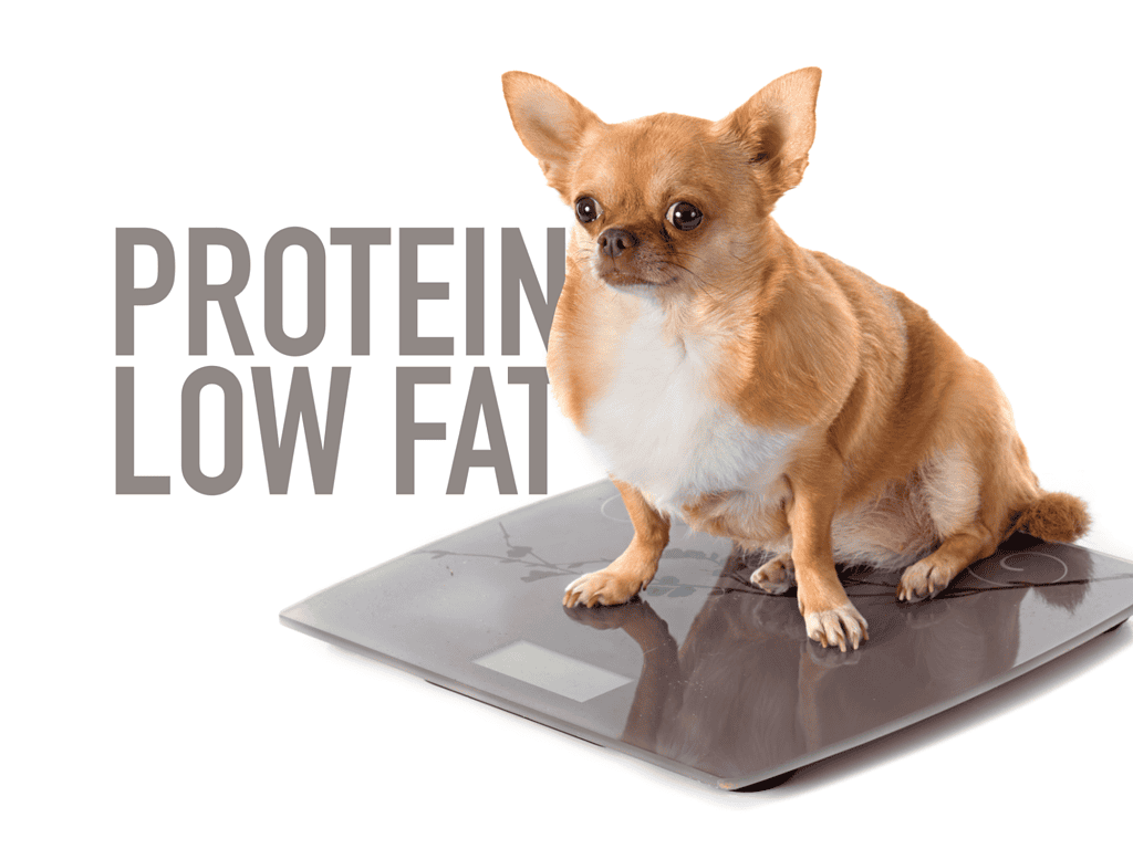 Dog on weighing scale, promoting healthy weight management and low-fat high-protein dog food options.