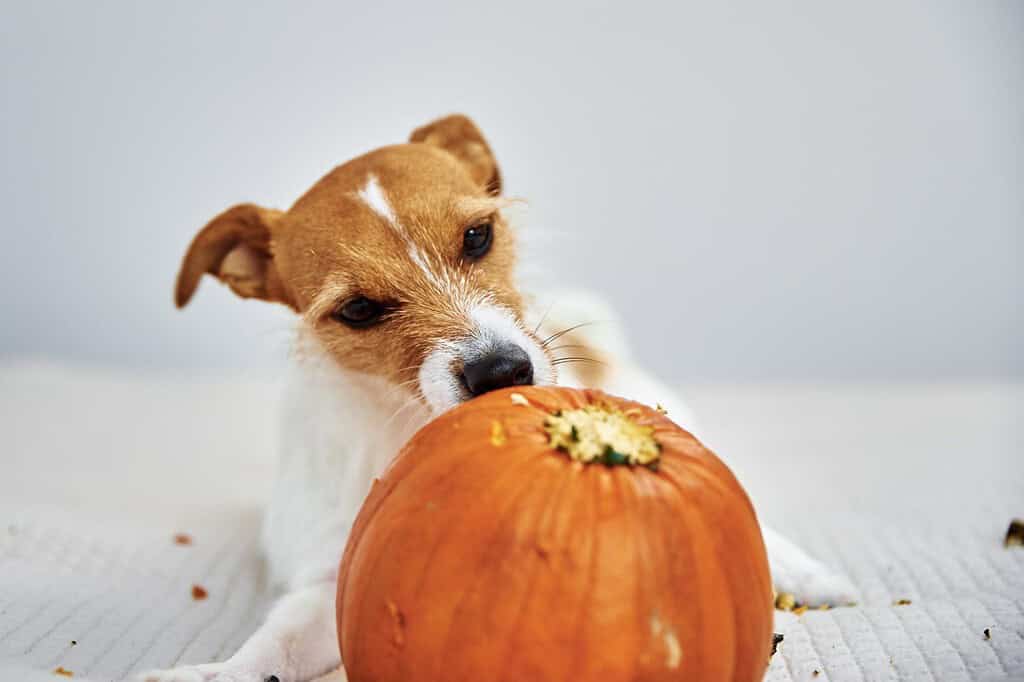Cute puppy with pumpkin toy, playful pet, Halloween, pet toy, dog playtime.