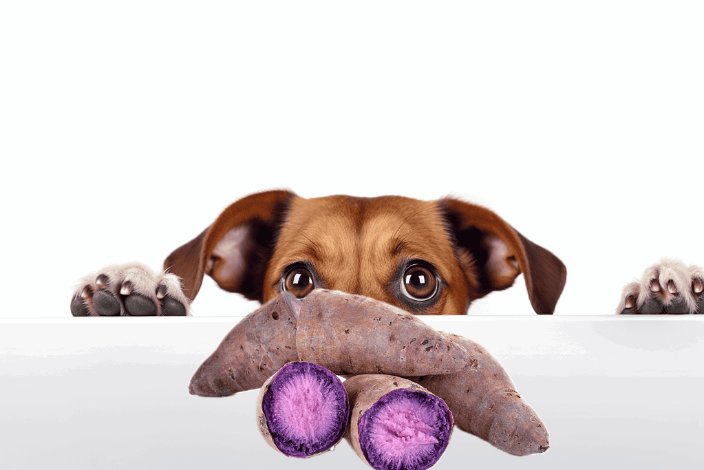 Quick Recap on Dogs And Yams