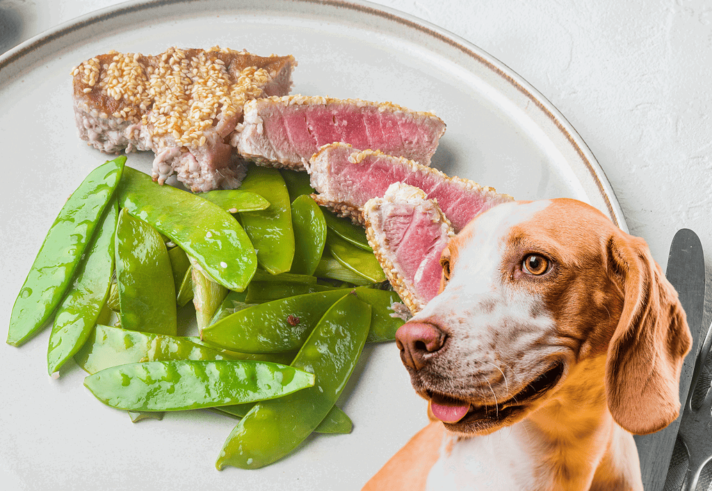 Close-up of a dog ready to eat steak with snow peas on a plate for healthy dog food.