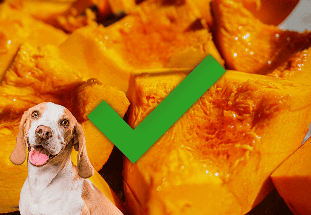 A close-up of fresh pumpkin chunks with a friendly dog and green checkmark overlay, emphasizing healthy dog treats.