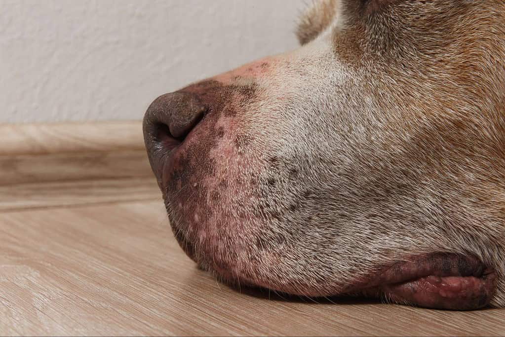 Close-up of a dog's nose with dry, cracked skin and signs of irritation.