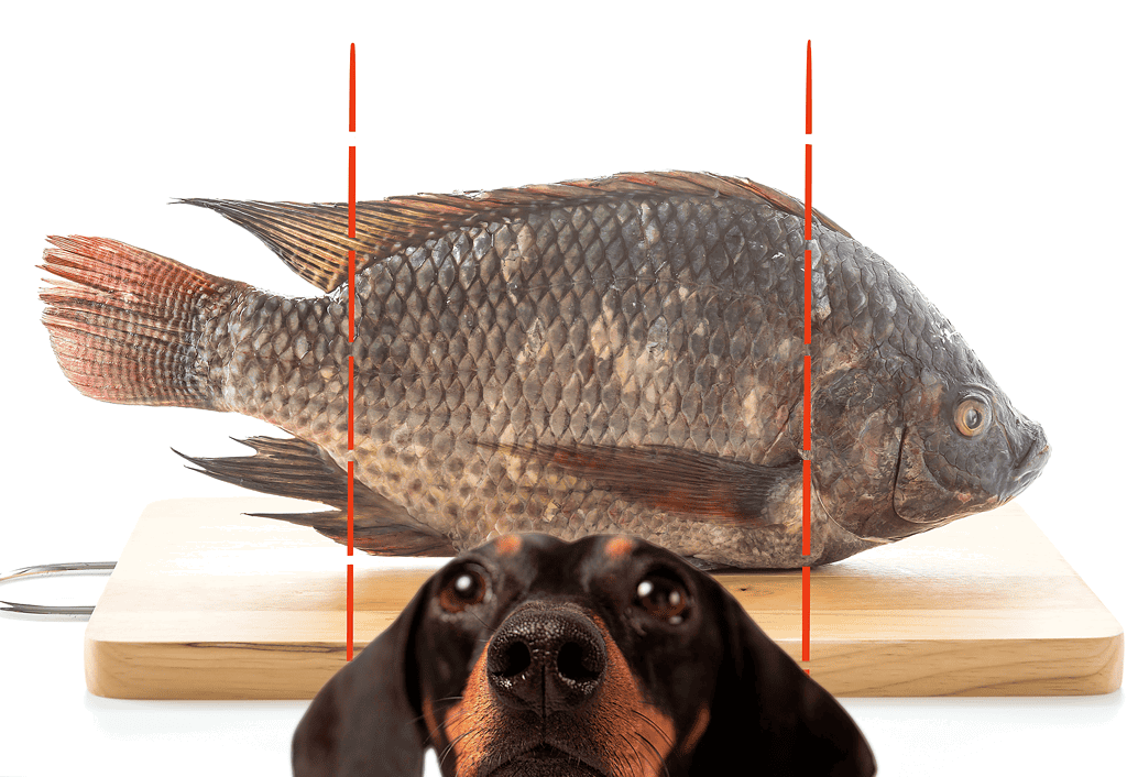 Fresh fish fillet on cutting board with dog in foreground.