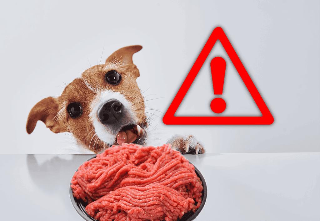 Risks Associated with Feeding Dogs Ground Beef