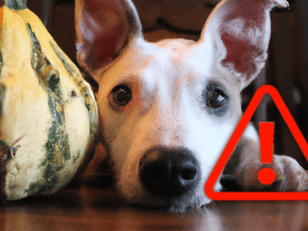 Dog lying beside pumpkin, alert icon overlay.