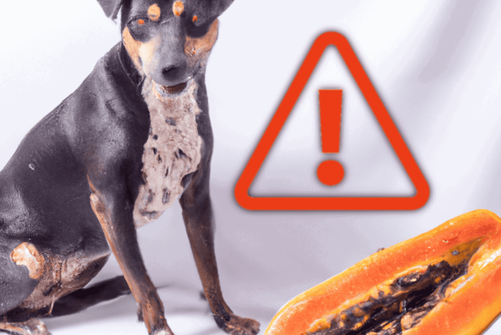 Dog owner alert: caution with foods harmful to dogs.