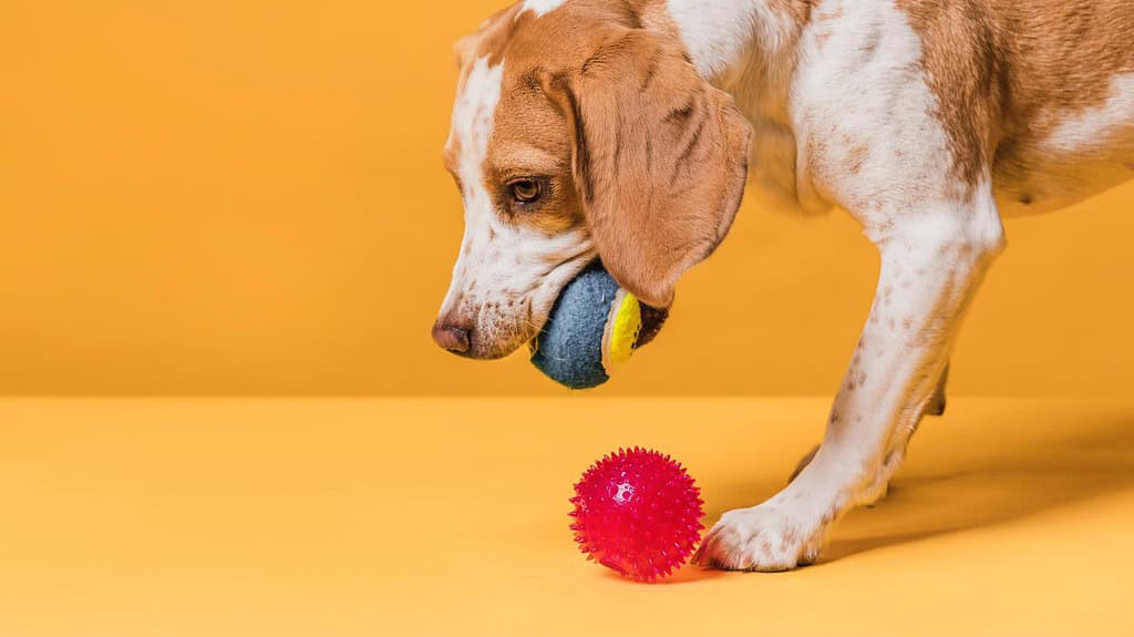 Adorable dog engaging with colorful balls and toys for enrichment and play.