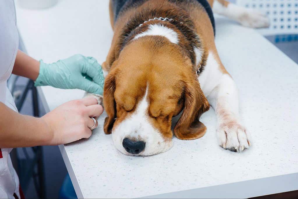 Dog in veterinary clinic receiving health checkup, demonstrating pet care services.