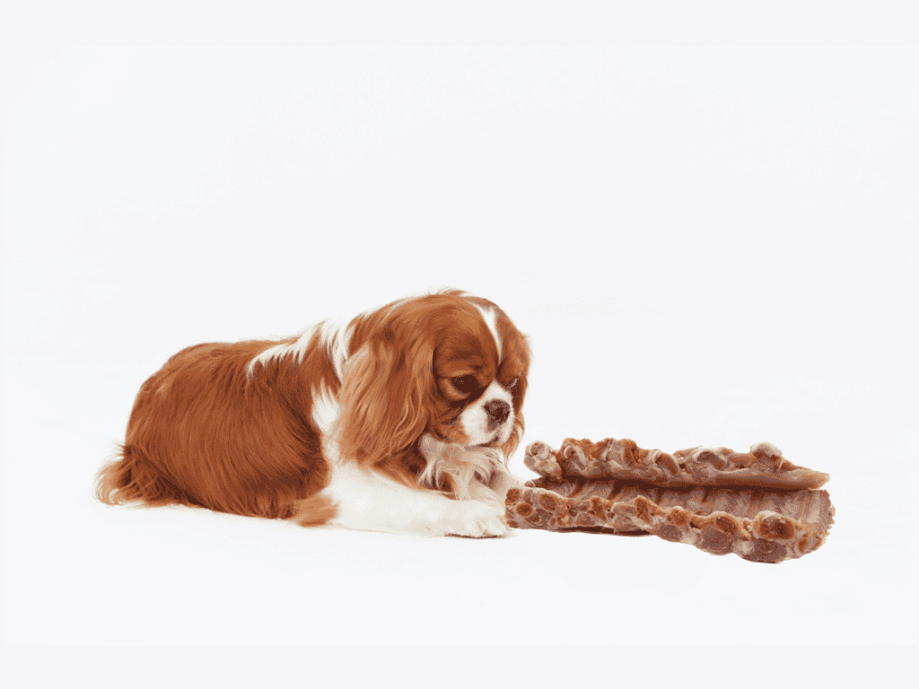 Cute Cavalier King Charles Spaniel puppy with rawhide chews.