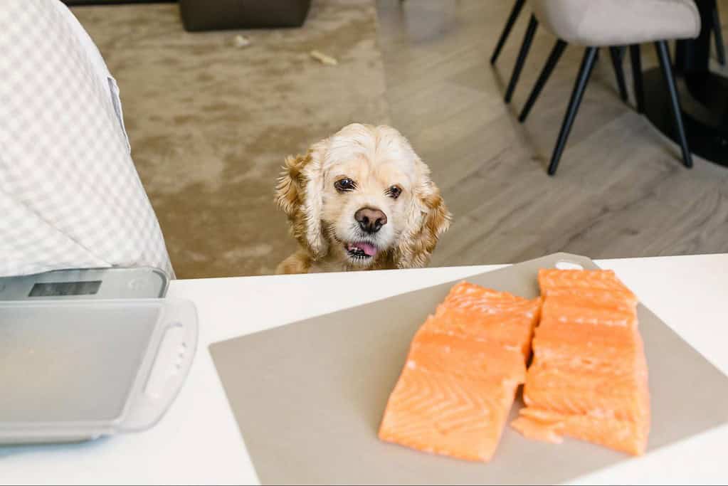 Adorable dogdog patiently waiting for fish on the table.
