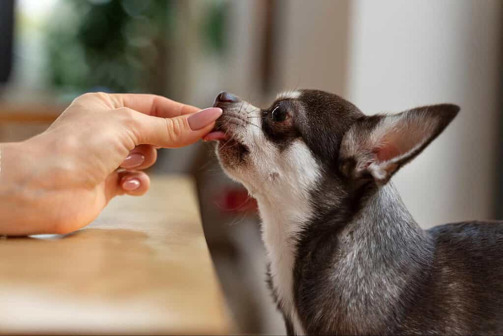 Cute dog receiving gentle grooming care.