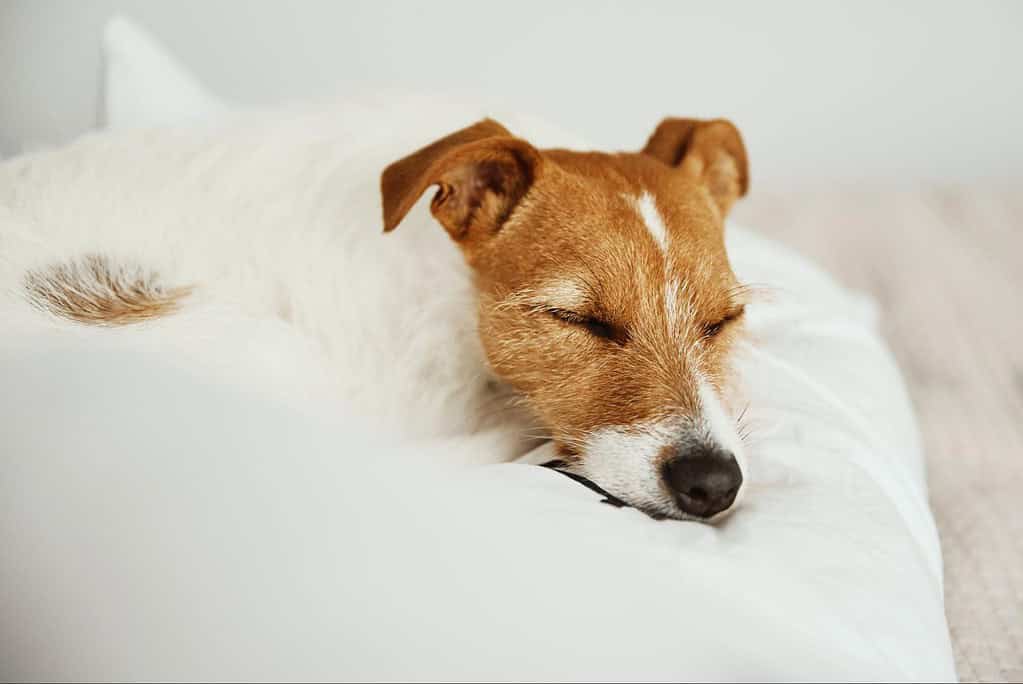 Relaxed dog peacefully resting on a soft white bedding for comfort Relaxed dog peacefully resting on a soft white bedding for comfort.