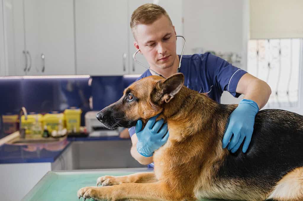 Dog exam, animal health, pet doctor, veterinary checkup, dog wellness, animal care, pet health assessment, veterinary services.