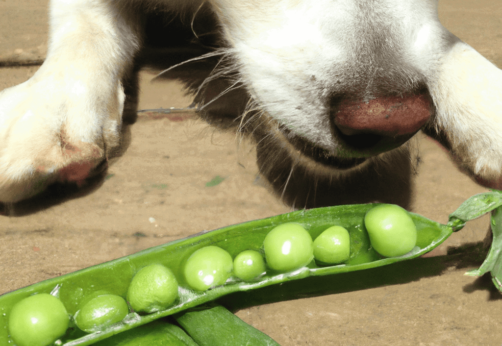 Snap Pea Talk Your Queries Answered