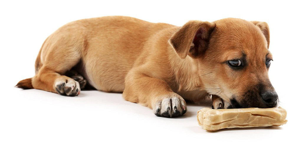 Cute puppy chewing bone with healthy teeth and shiny coat.