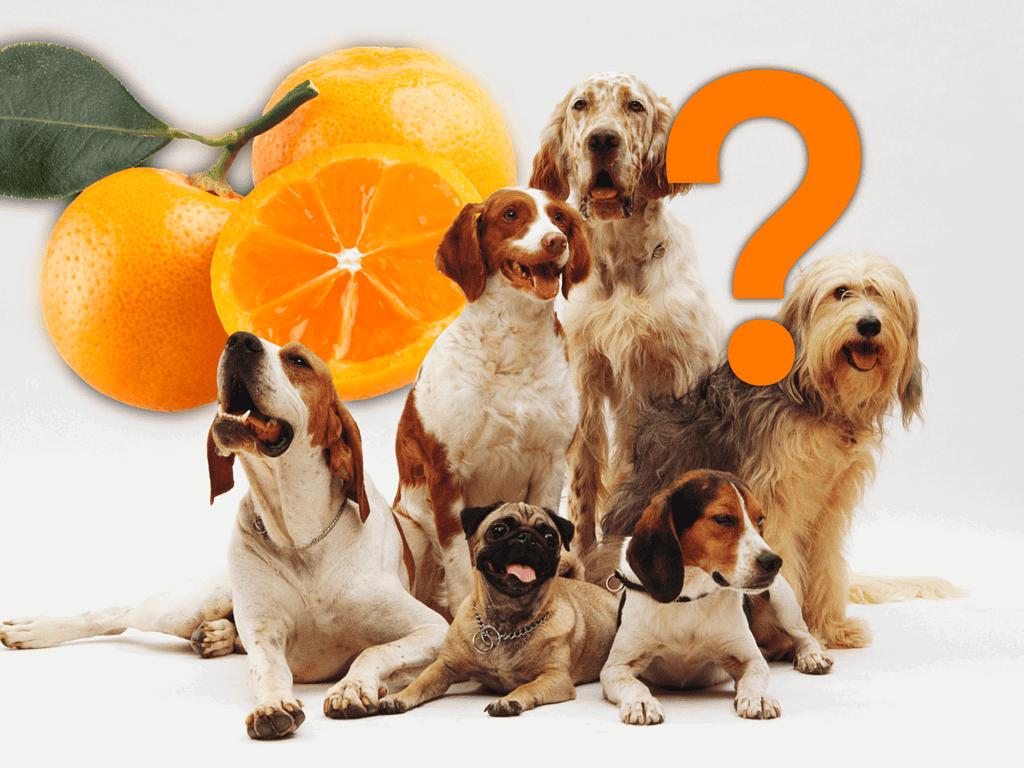 Specific Dog Breeds and Their Reaction to Clementines