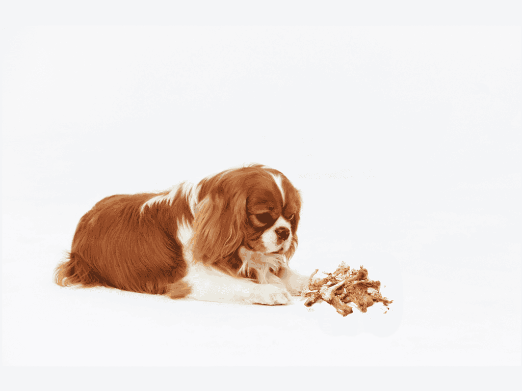 Steps if Your Dog Eats a Chicken Bone