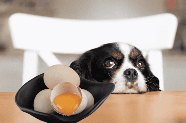 Adorable dog resting at table with cracked eggs, perfect for pet food and health content.