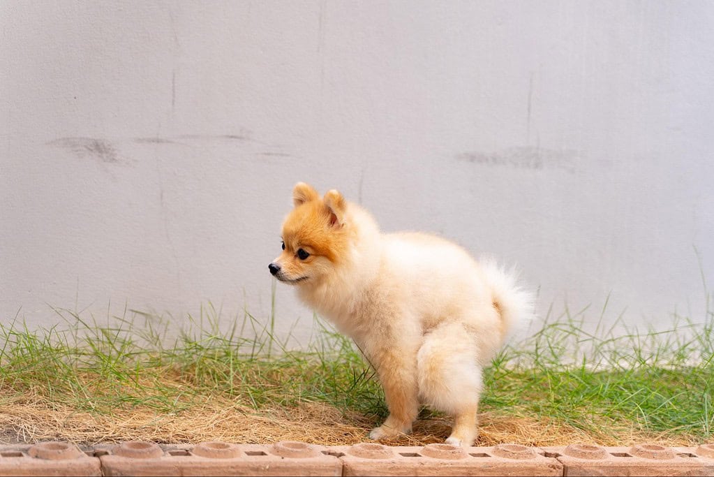 Adorable Pomeranian puppy standing on grass and brick pathway, perfect for pet grooming and care tips.
