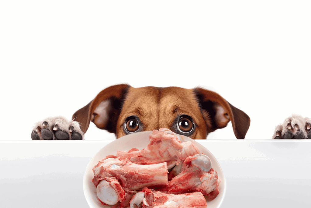 Cute puppy peeking over a white surface with a plate of fresh raw meat in front.