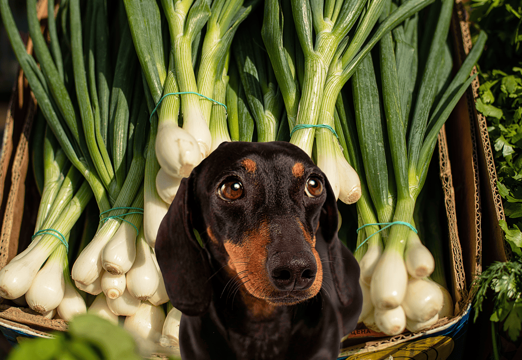 Dog sitting among bunches of green onions at a market.