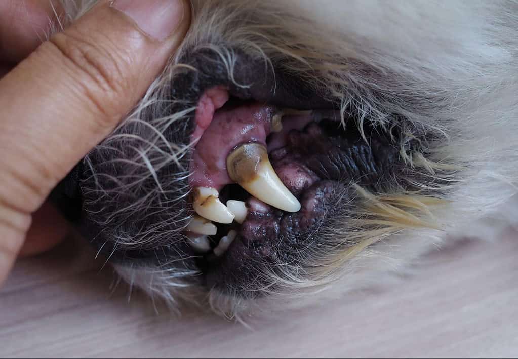Close-up of a dog's open mouth revealing teeth, gums, and tartar accumulation.