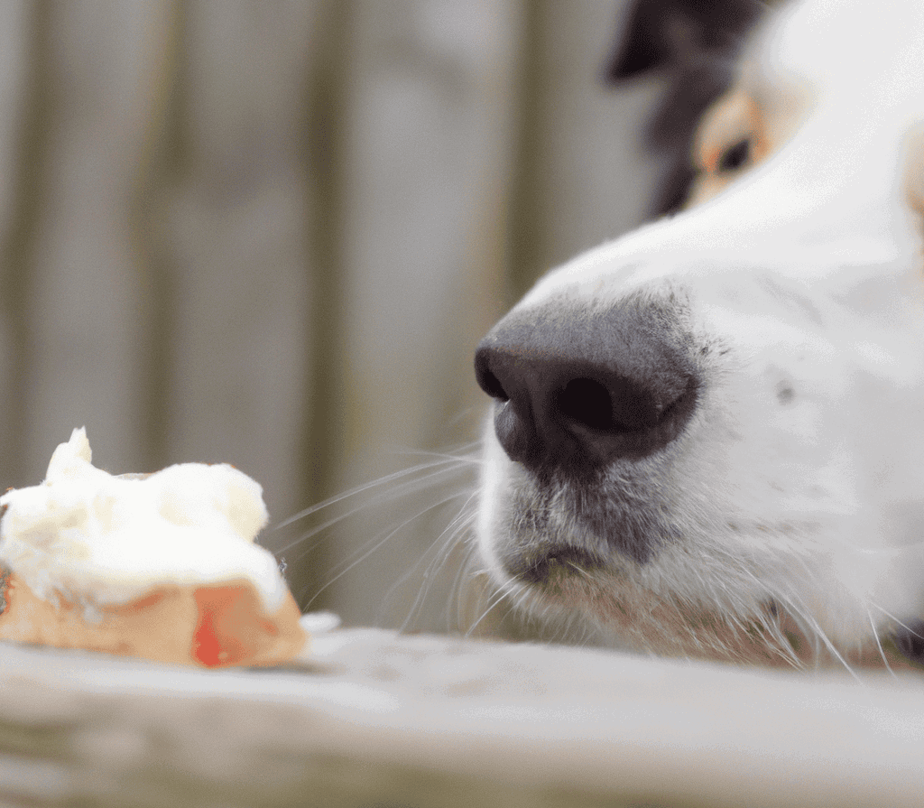 The Cheese Approach in Training