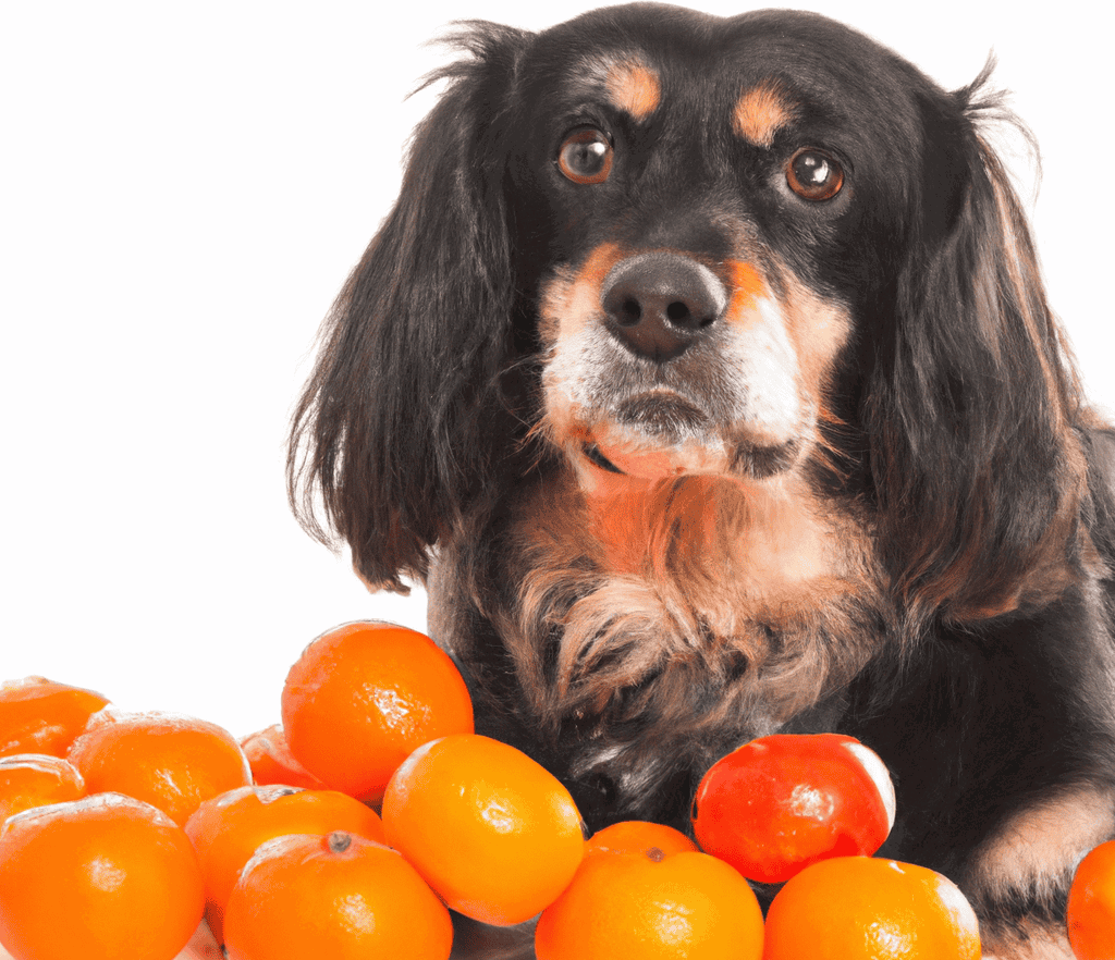 The Clementine Tango – Does Every Dog Dig It