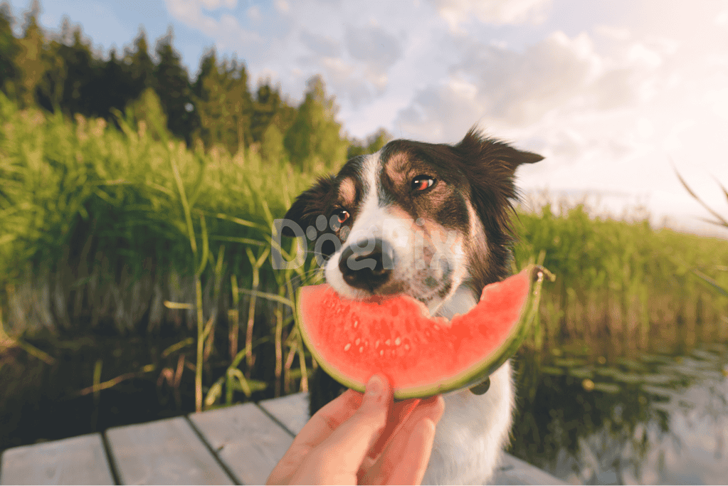 Dog enjoying a slice of watermelon outdoors in a lush green setting.