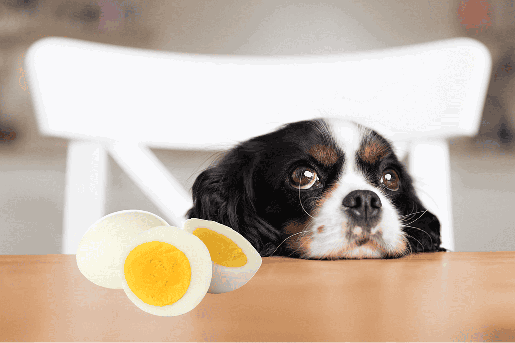 Dog lounging with boiled eggs, pet nutrition, healthy dog diet.