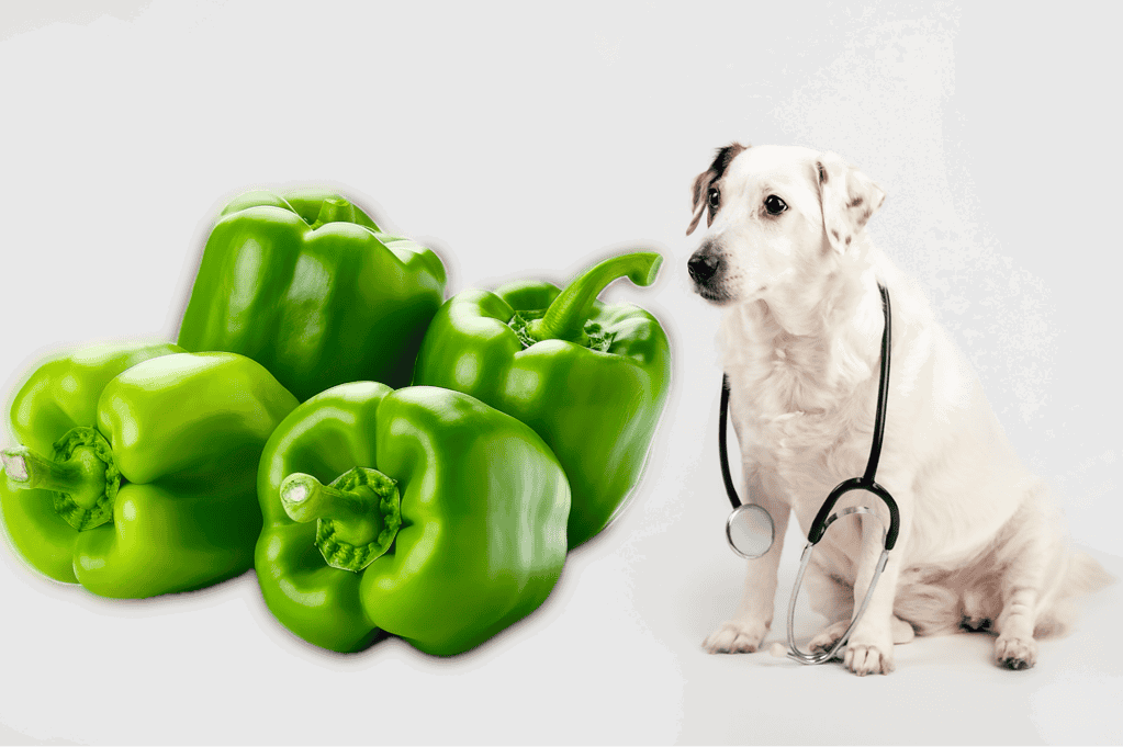 Healthy pet care and nutrition with fresh green bell peppers and a caring veterinarian dog.