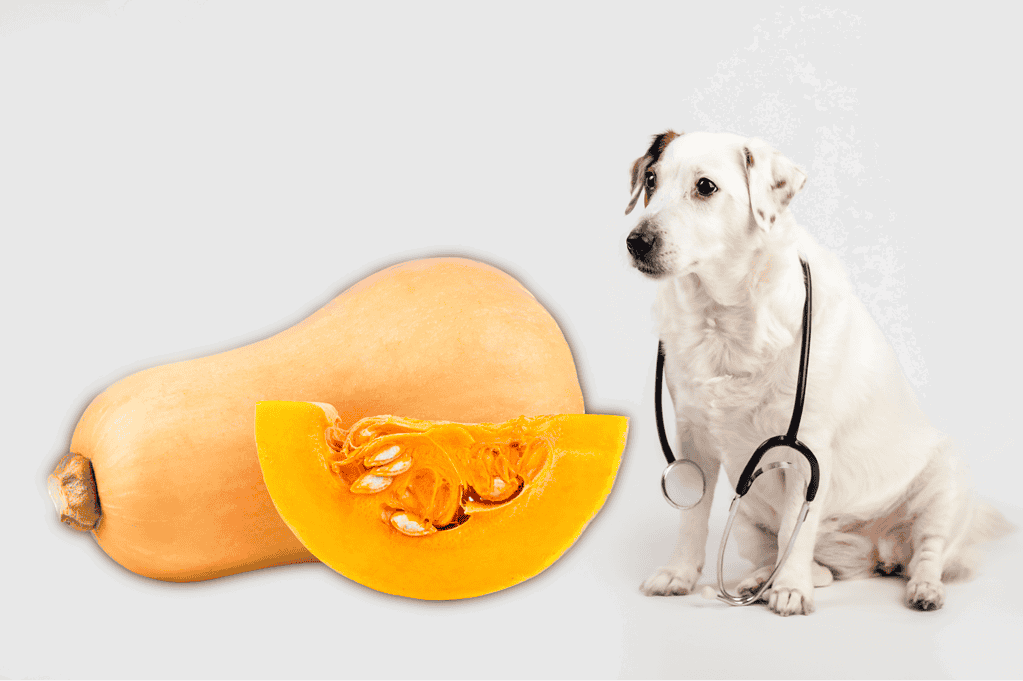 Dog-friendly pumpkin and a cute puppy with a stethoscope.