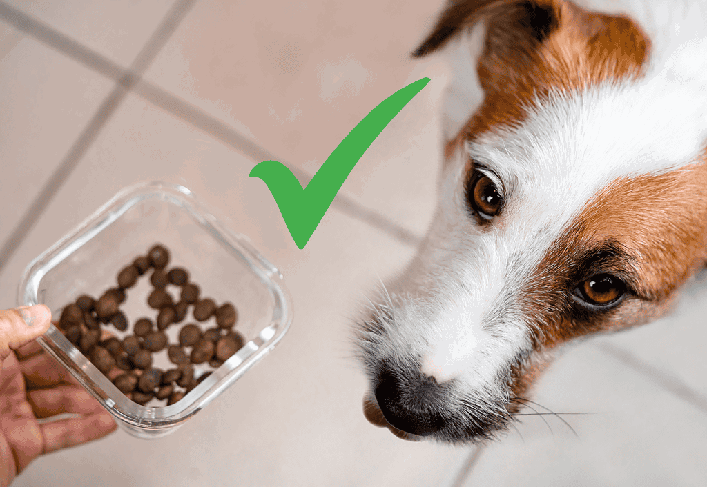 Close-up of a dog enjoying a treat with a staff spoon in the background.