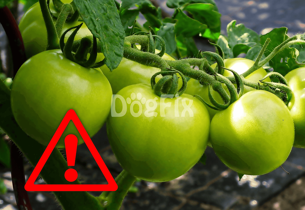 Close-up of green tomatoes on vine with pest warning symbol indicating plant health issues.
