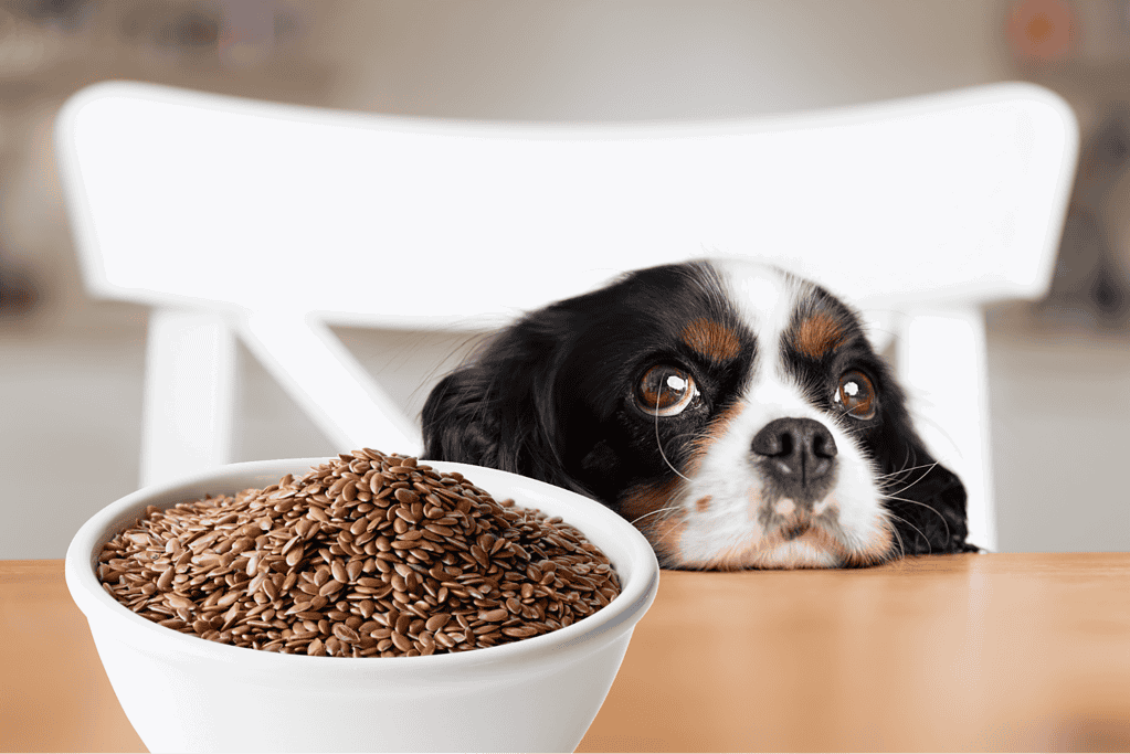 Adorable black and white puppy resting its head on a wooden table next to a bowl of flax seeds.