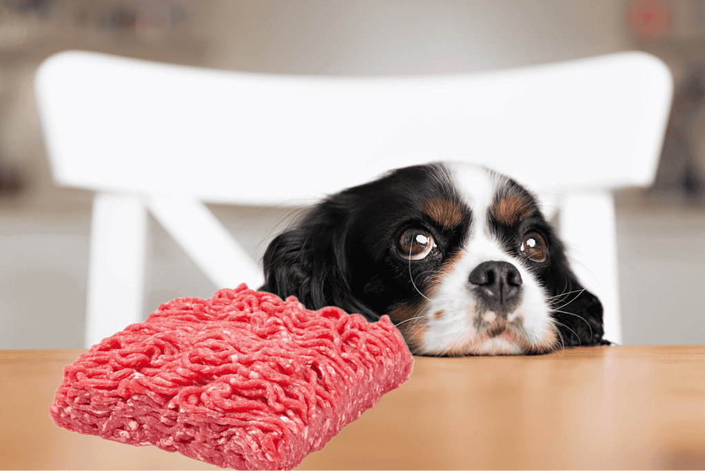 Things To Note About Dogs And Ground Beef