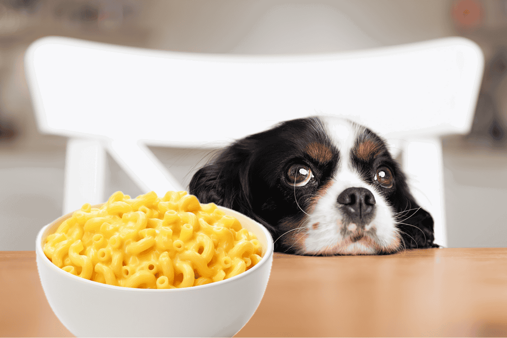 High-quality dog food and a sad puppy, pet nutrition and dog care.