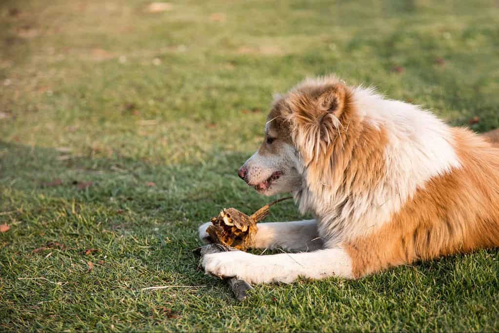 Things To Remember About Seafood And Dogs